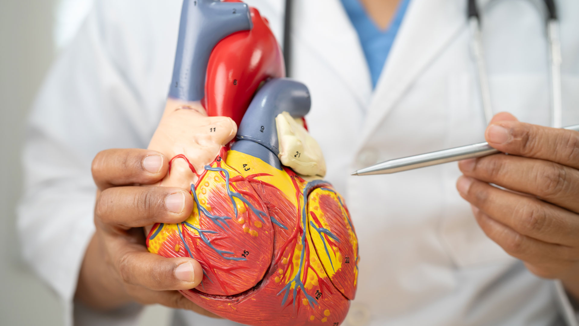 Doctor displaying model heart